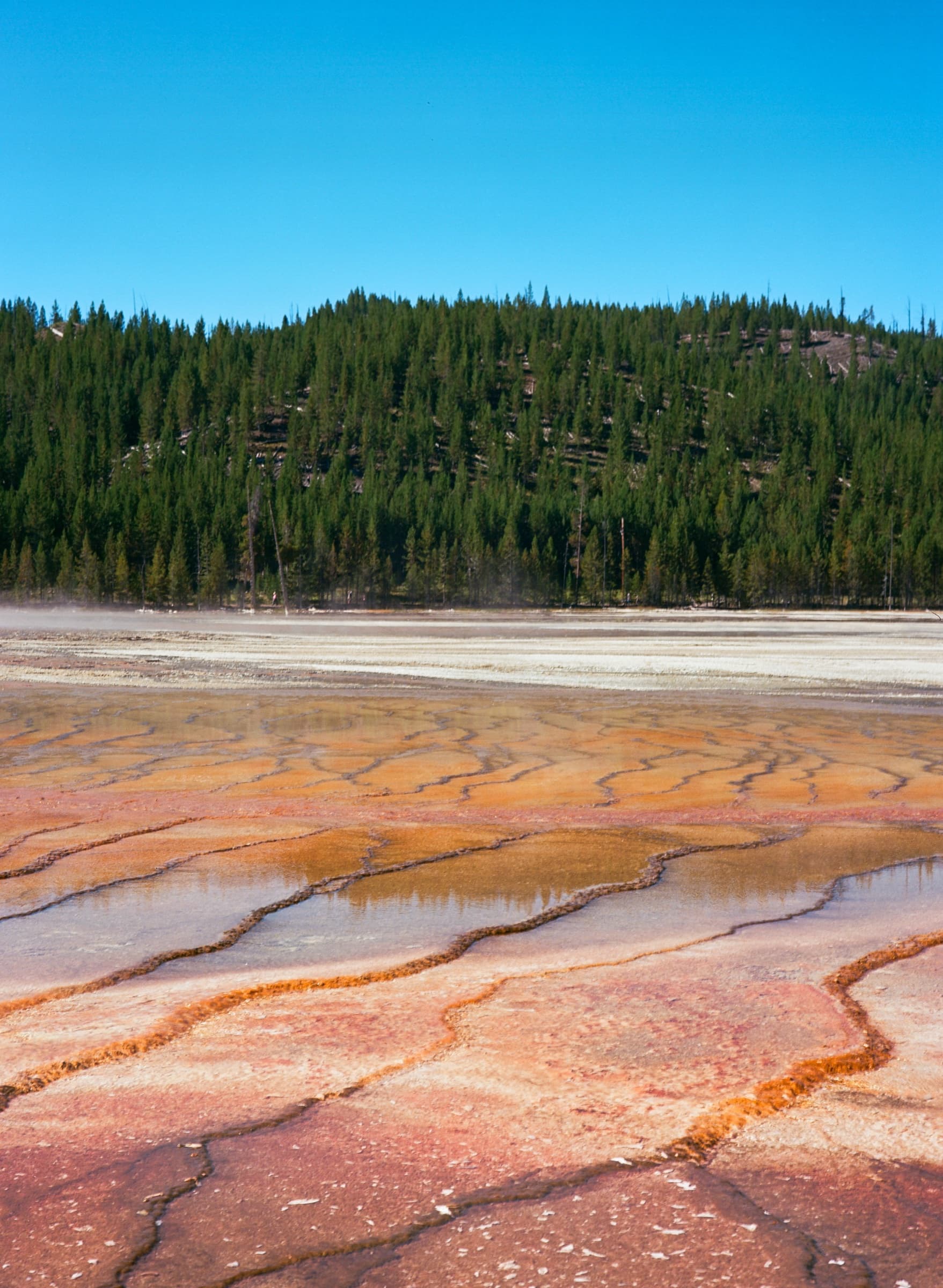 Vibrant orange and rust microbial mats lining the edge of Grand Prismatic Spring with steam rising into a clear blue sky