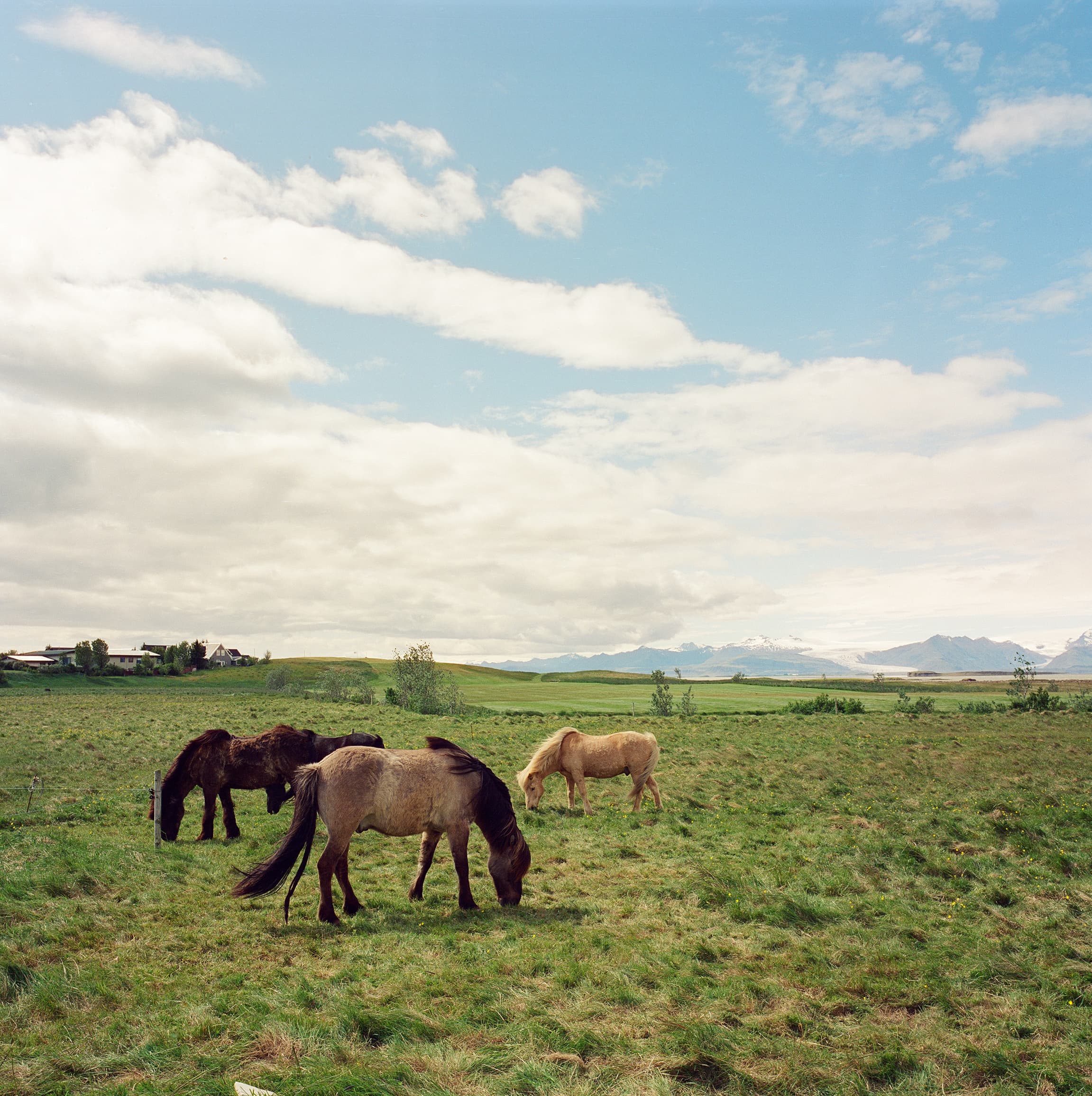 Icelandic horses rolling and playing in a lush green pasture under a dramatic cloudy sky