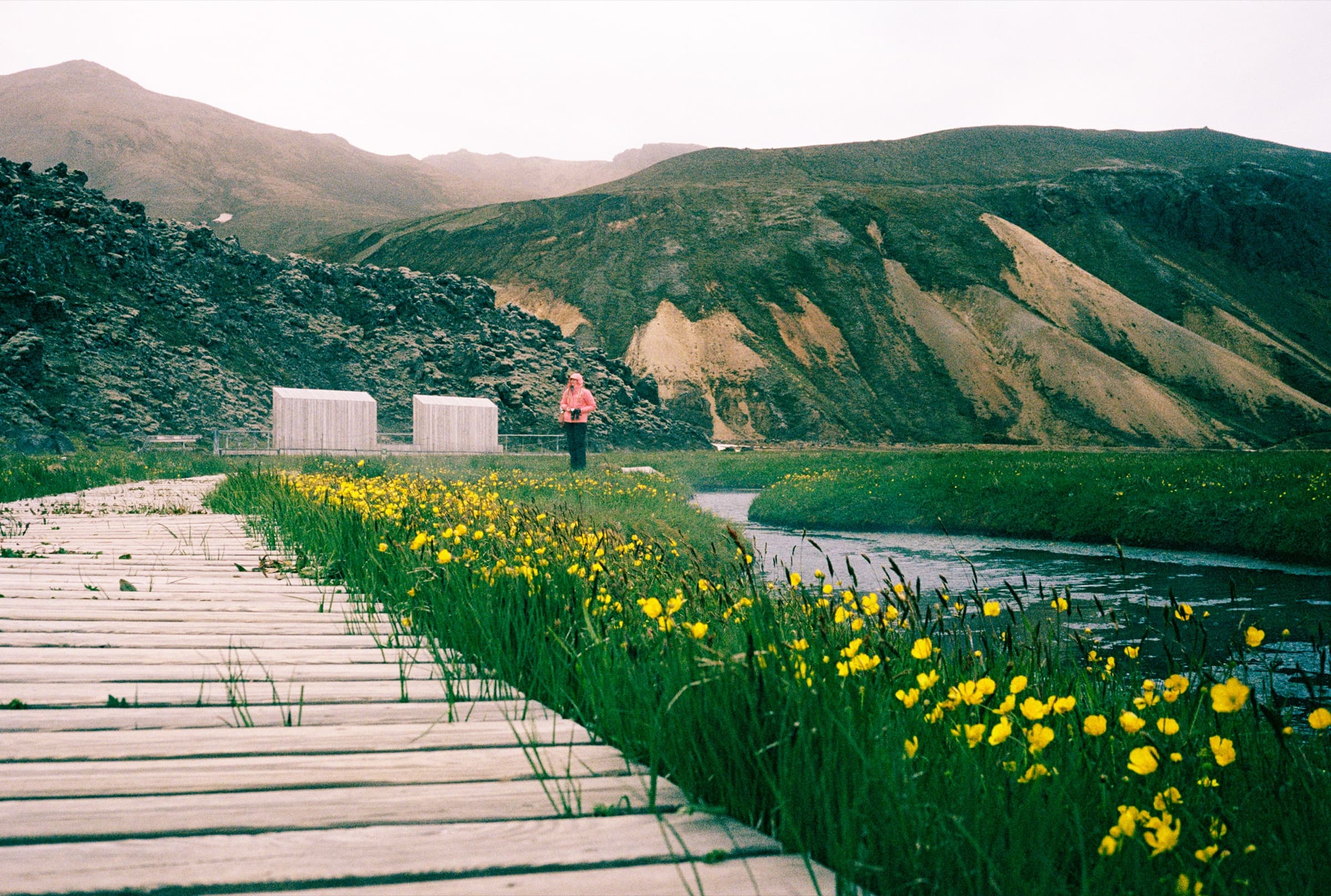 A wooden boardwalk through yellow wildflowers at Landmannalaugar with colorful rhyolite mountains in the background