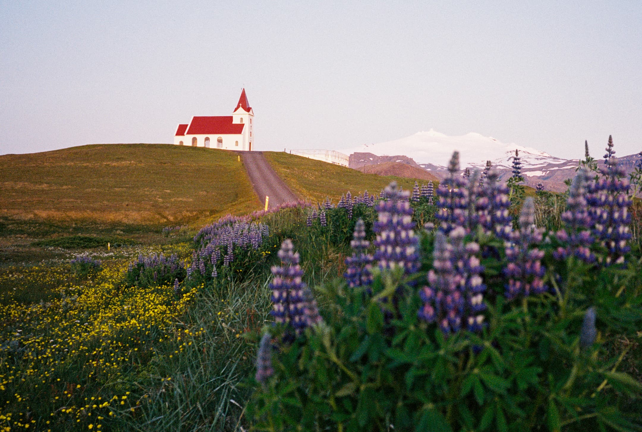Ingjaldshóll Church and surrounding lupines reflected upside-down in a still roadside pool