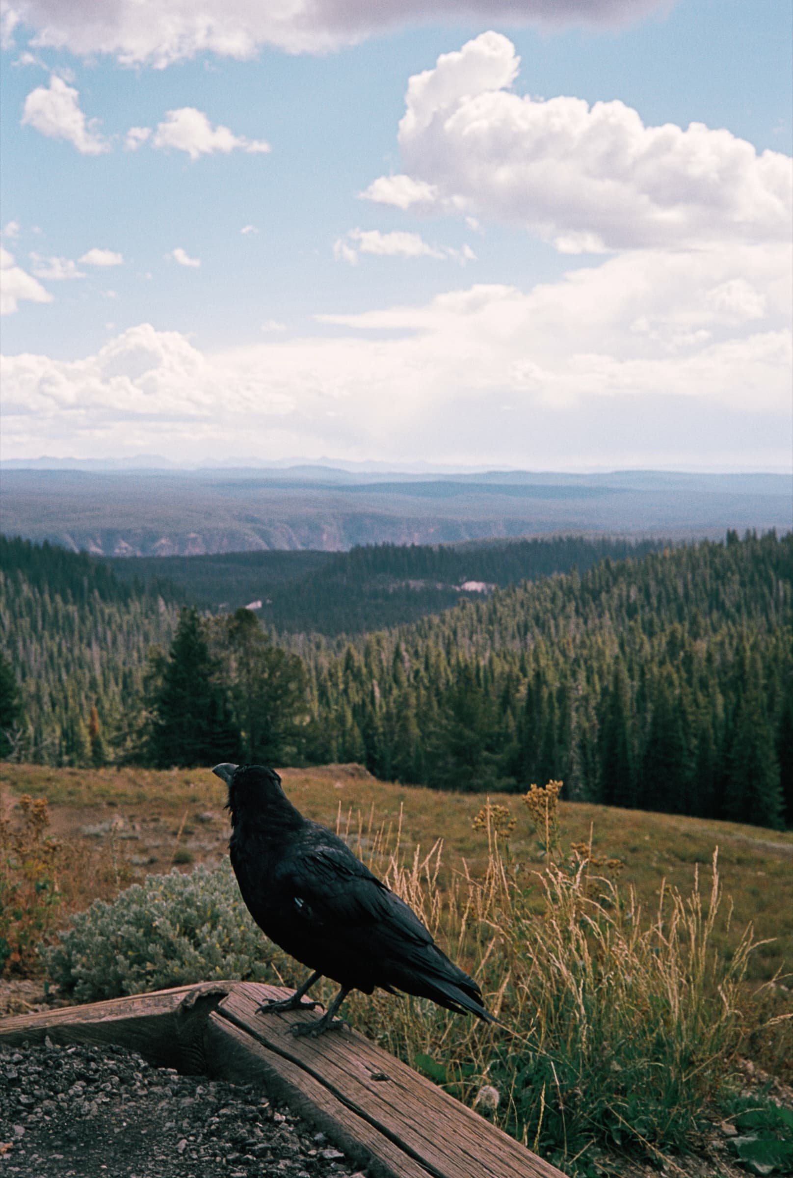 A raven perched on a wooden post at the Mt. Washburn summit overlooking Yellowstone's vast wilderness