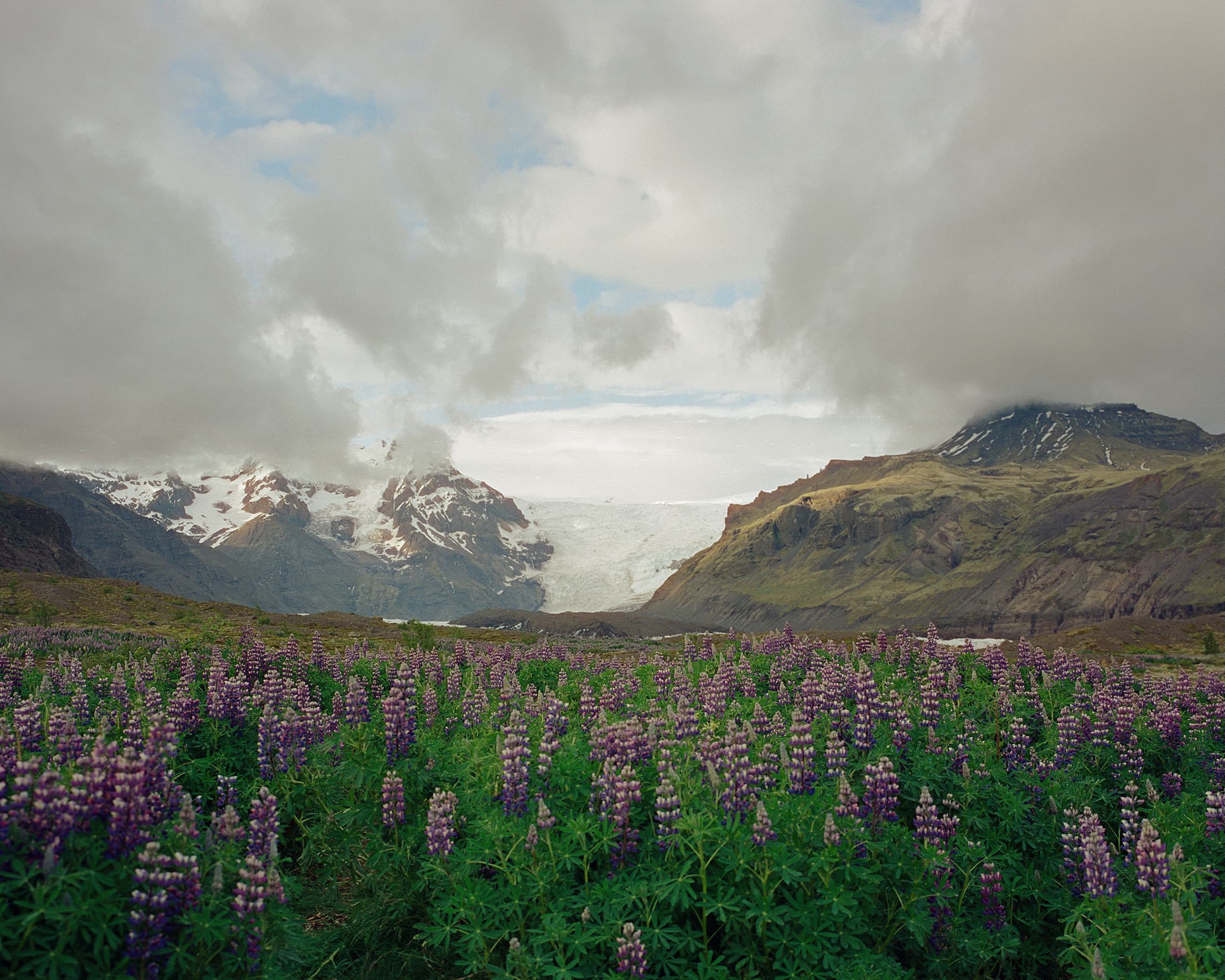 Purple lupine flowers in full bloom with the Svínafellsjökull glacier and snow-capped peaks behind