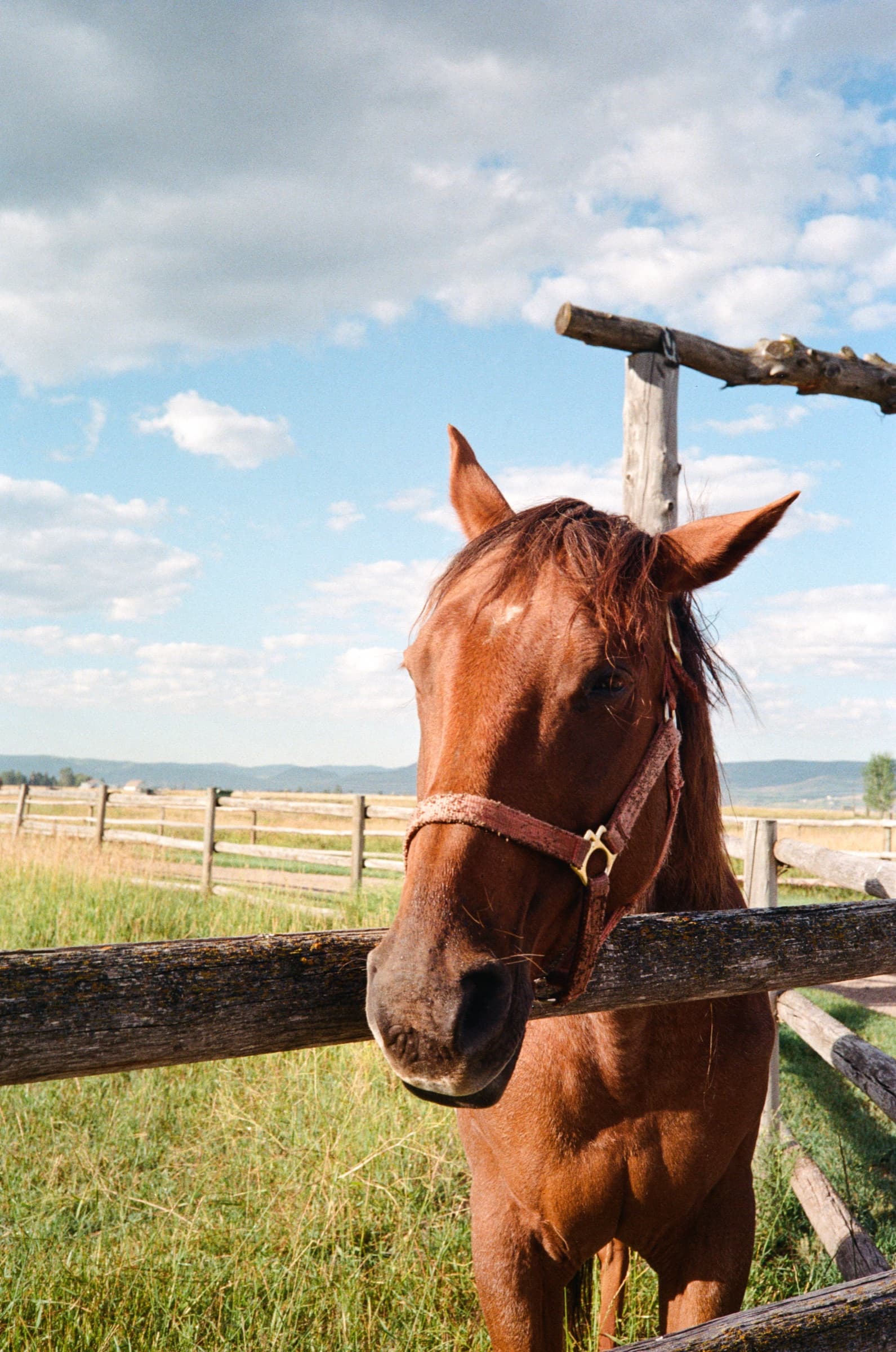 A chestnut horse peering over a weathered wooden fence under a blue Wyoming sky