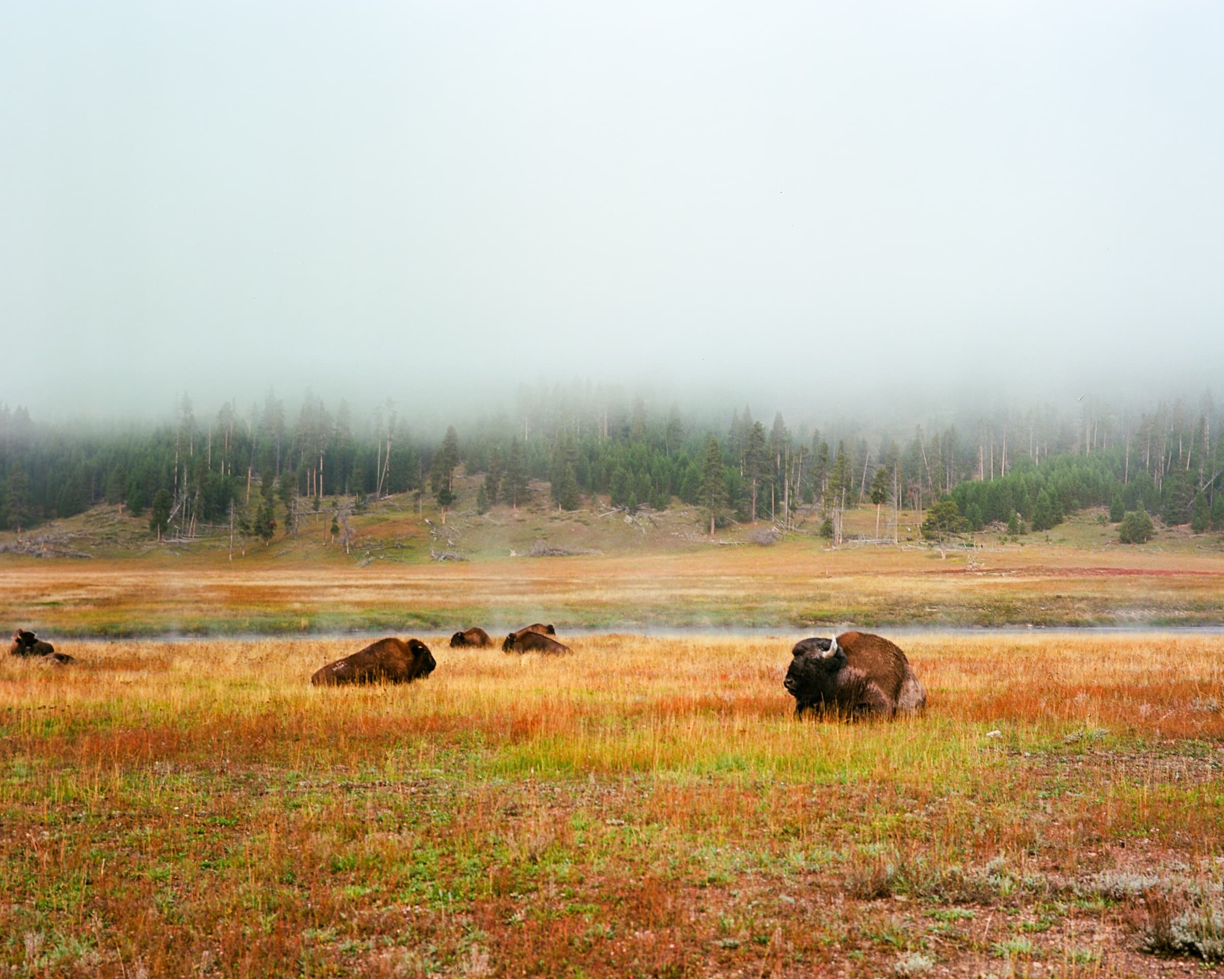 A herd of bison resting in autumn grass beneath a fog-draped pine forest in Yellowstone