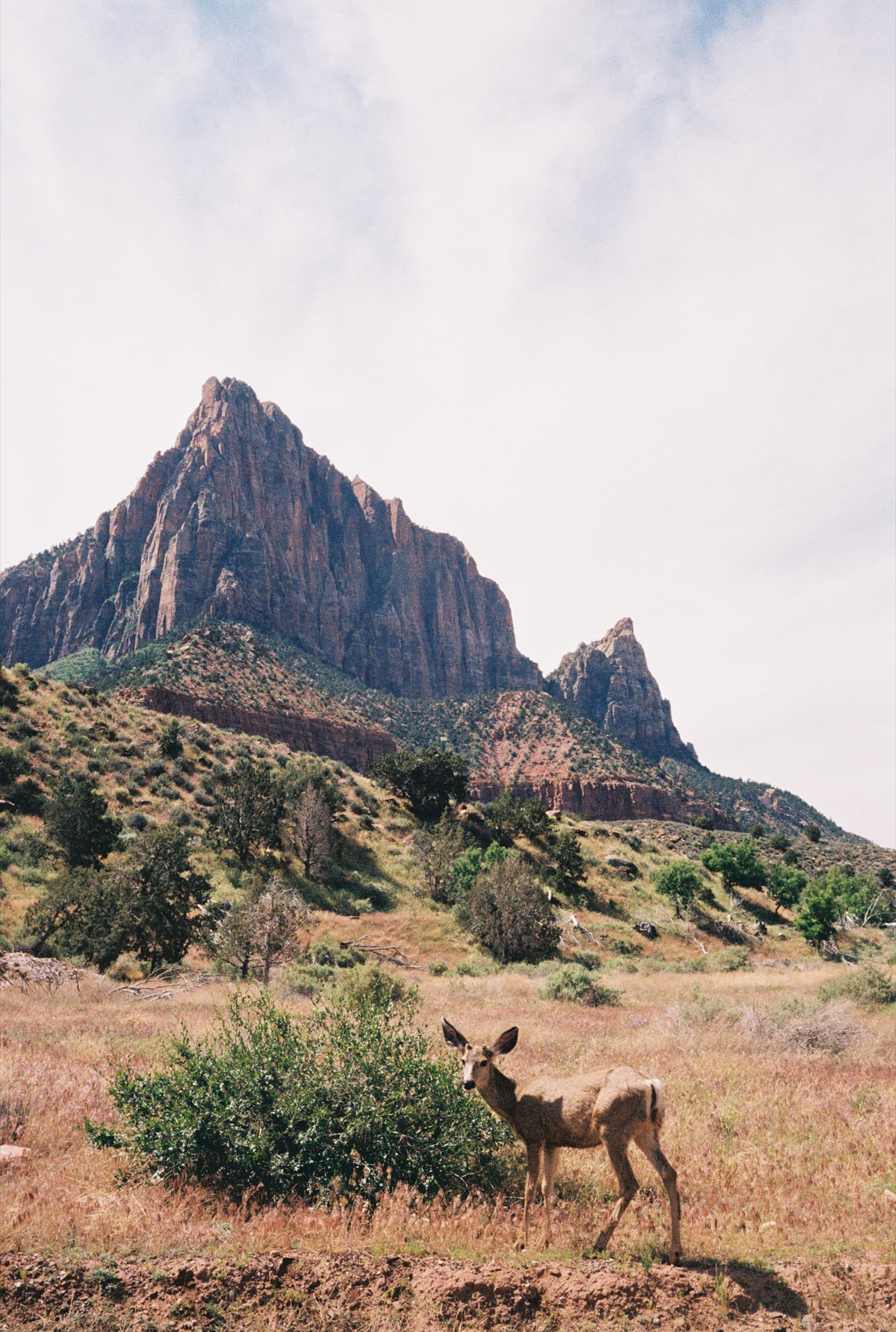 A mule deer standing in dry brush with the dramatic twin peaks of Zion Canyon rising behind it